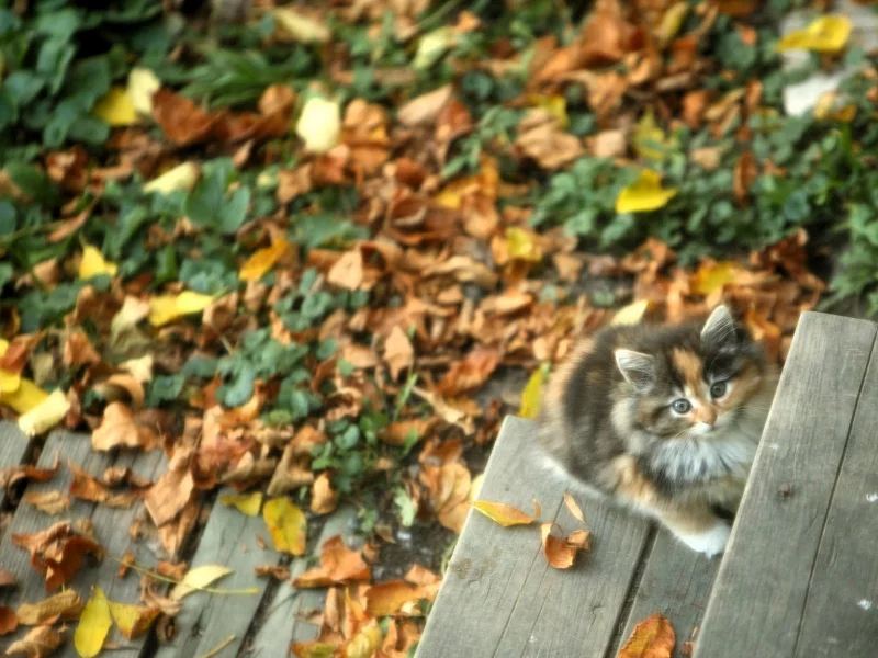 Котенок