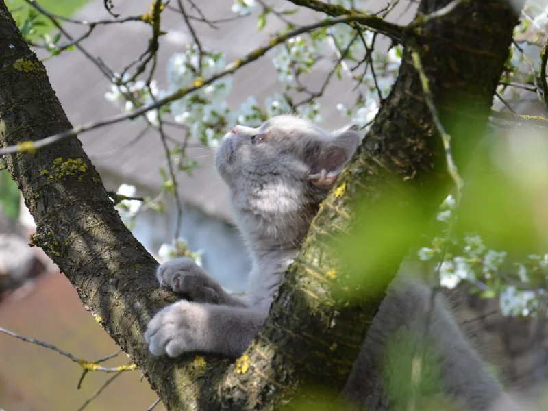 кот