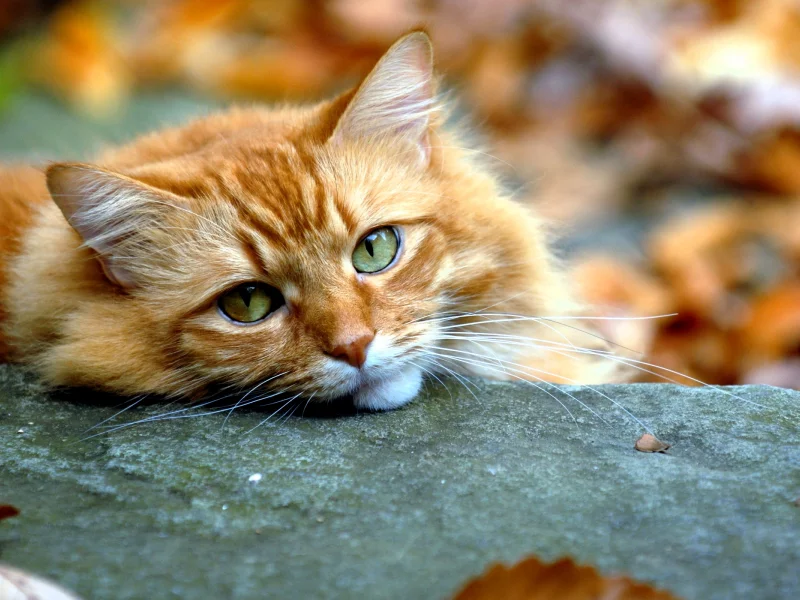 кот