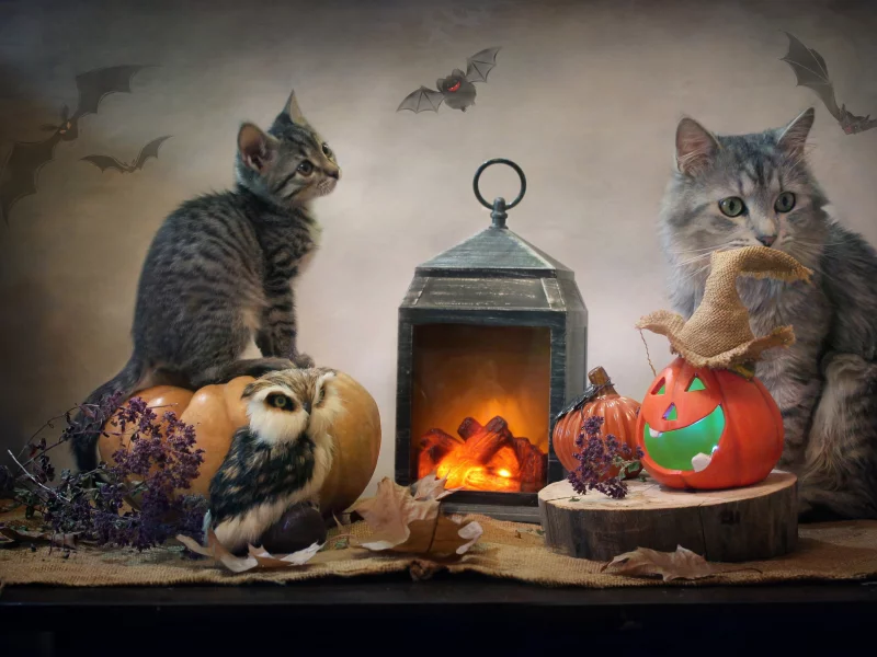 коты
