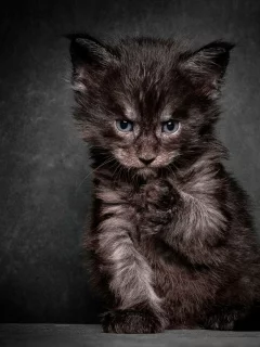котёнок