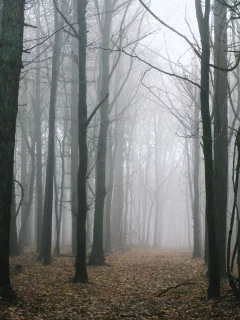 Лес