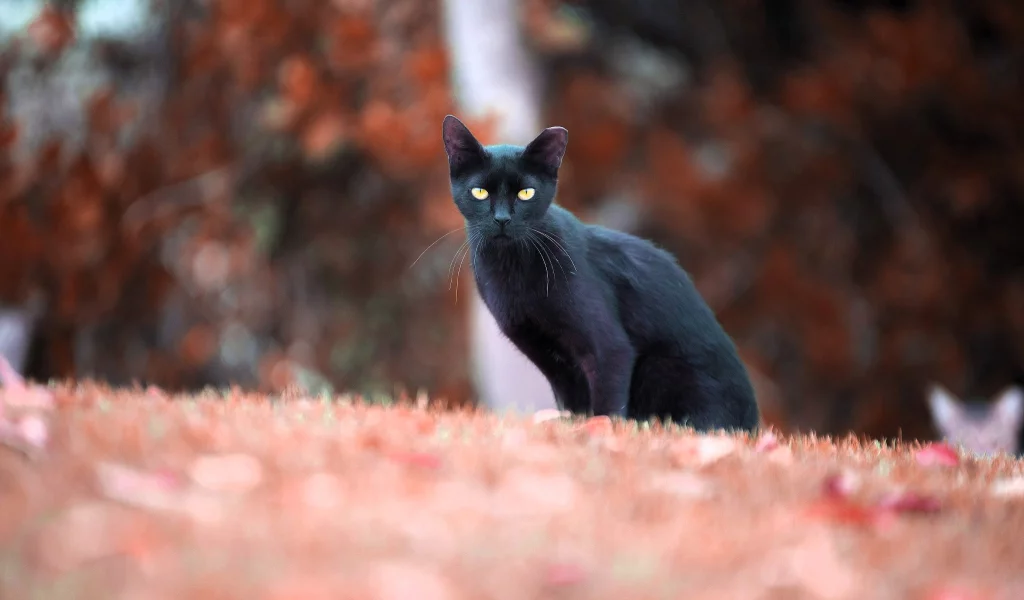 Кошка