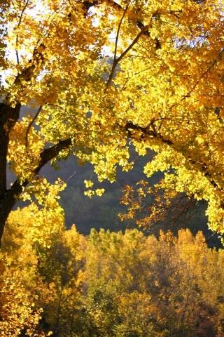 Осень