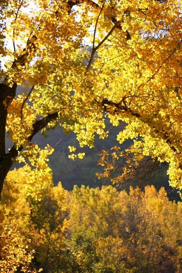 Осень