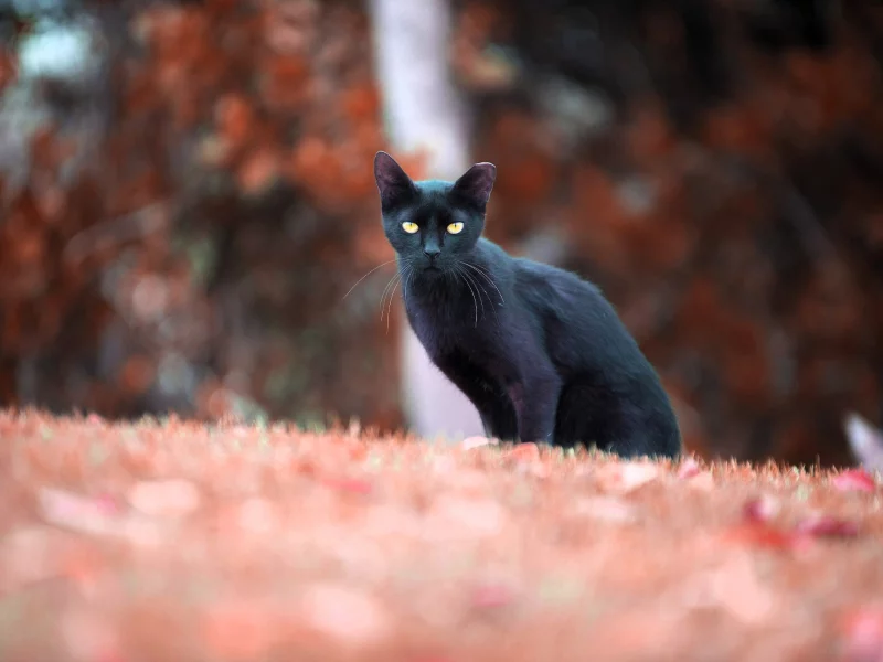 Кошка