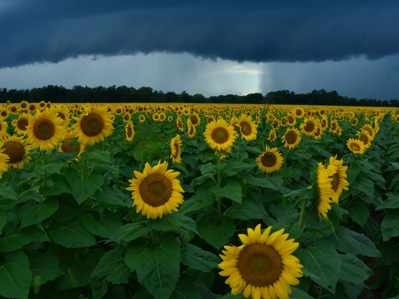 природа