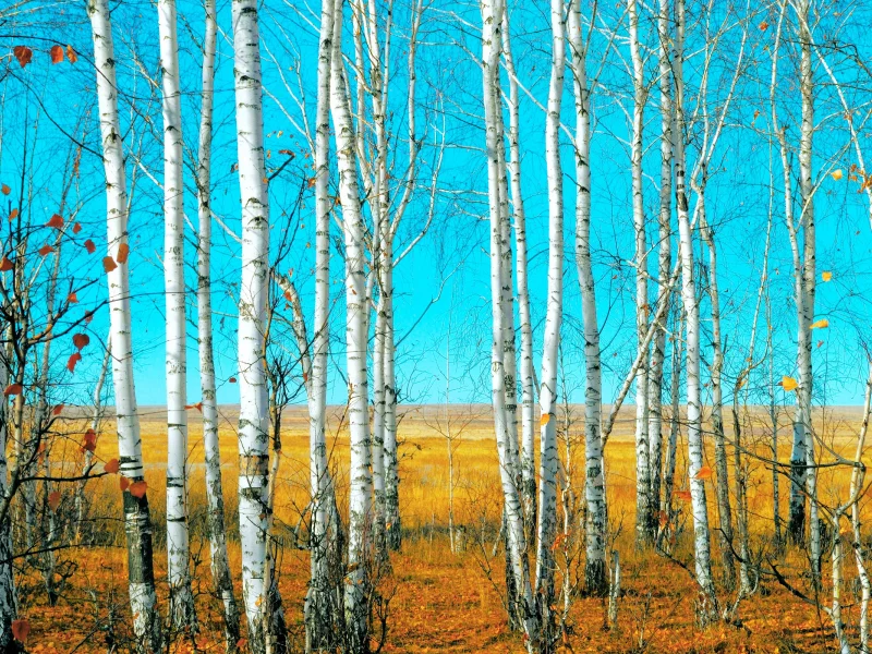 Березы