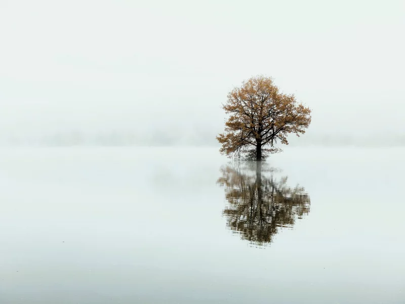 Дерево