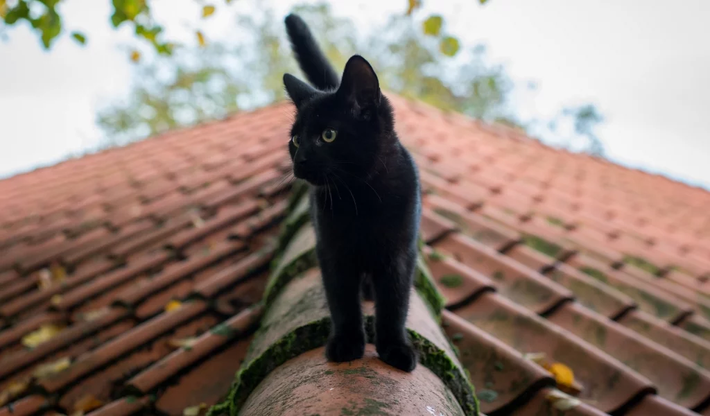 чёрный кот