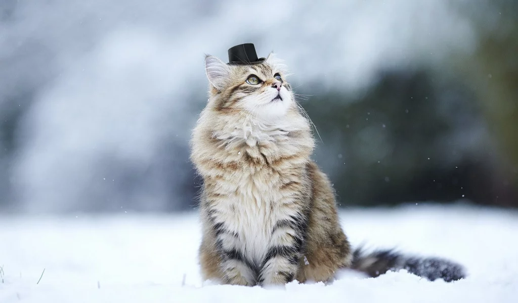 кот