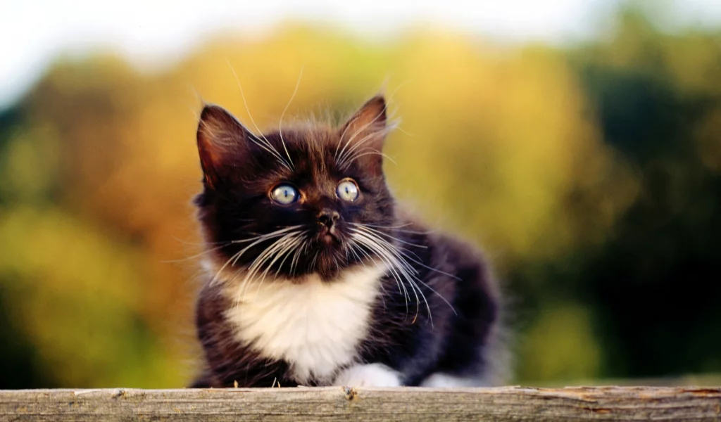 Котенок