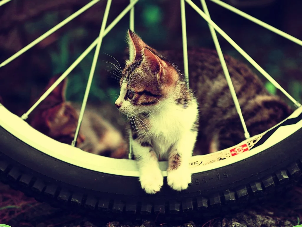 котёнок