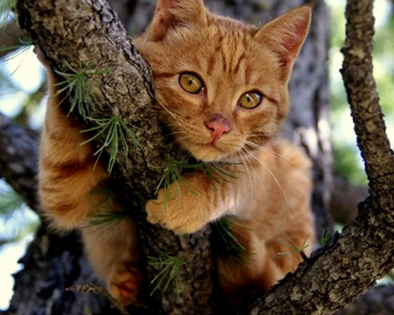 кот
