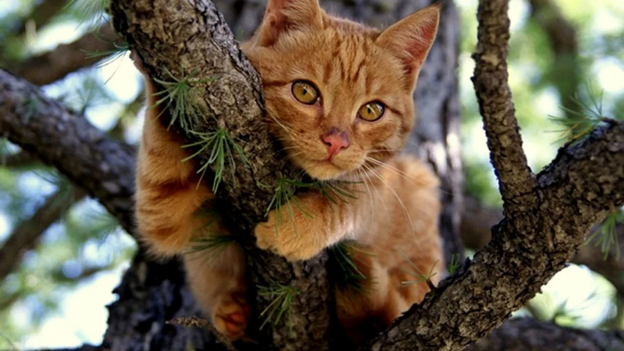 кот