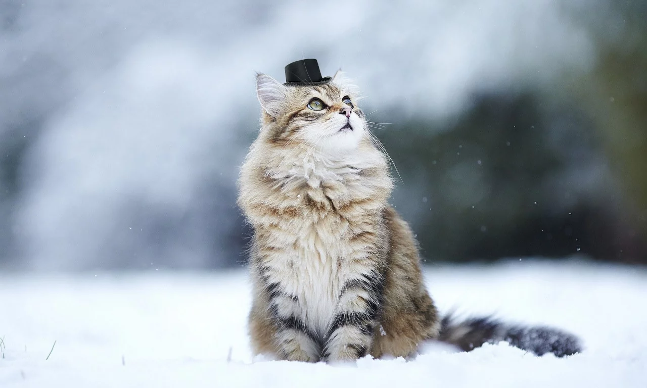 кот