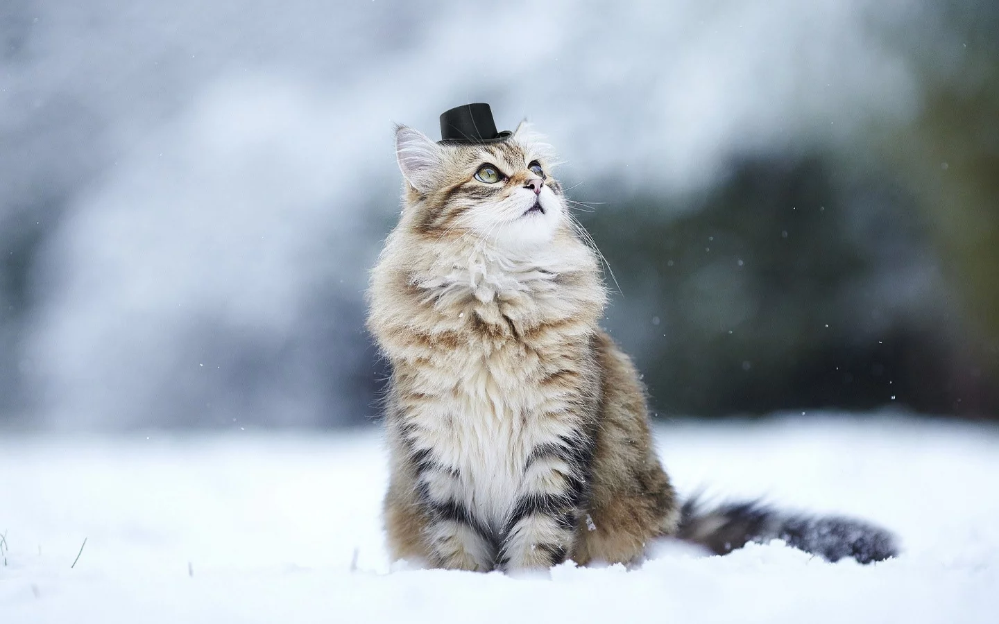кот