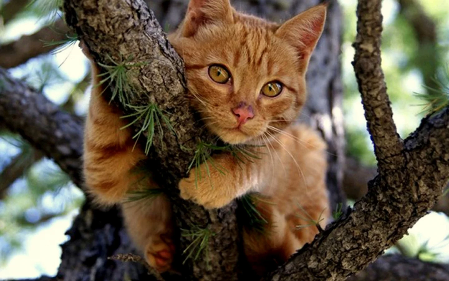 кот