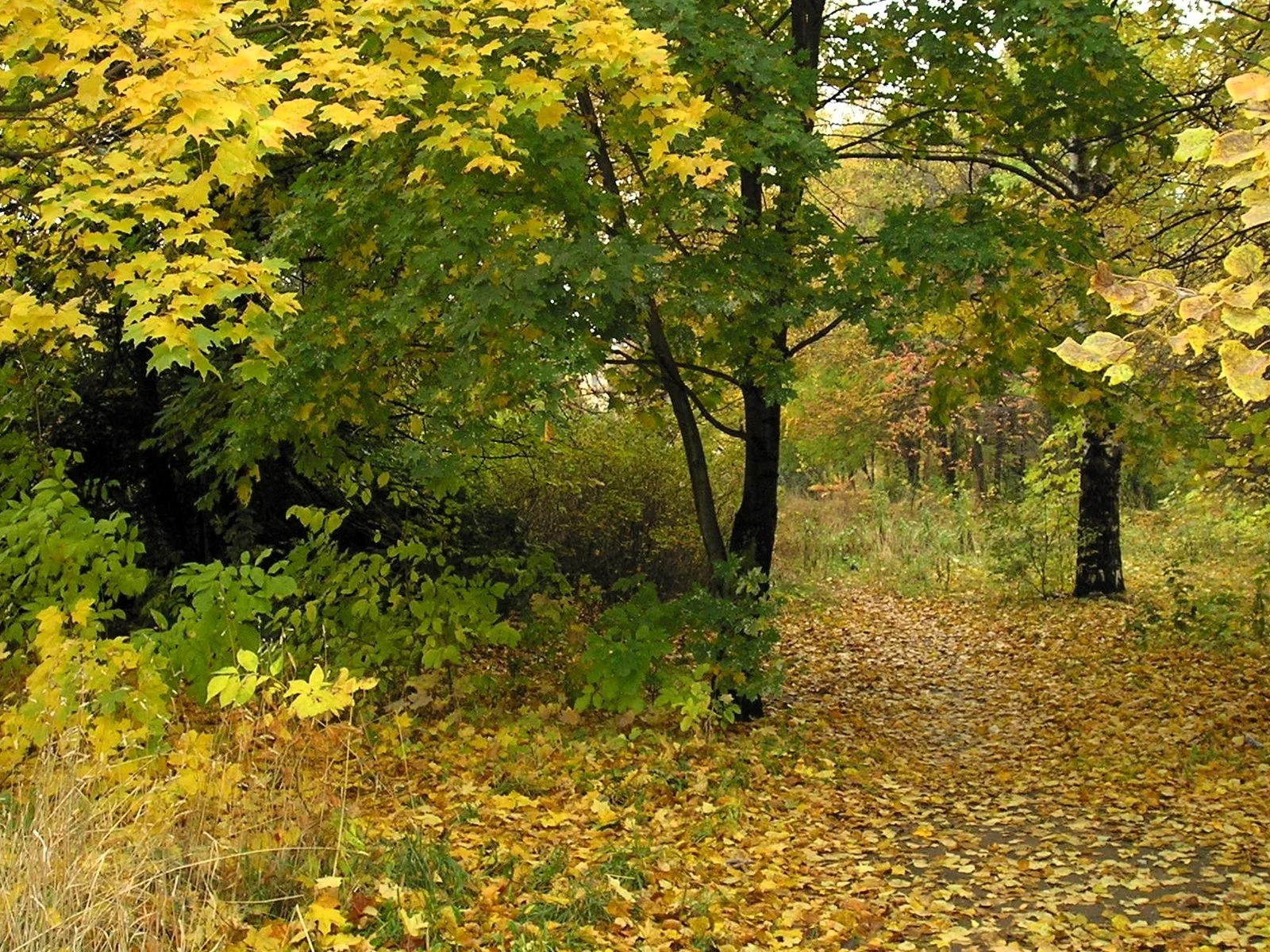 Лес