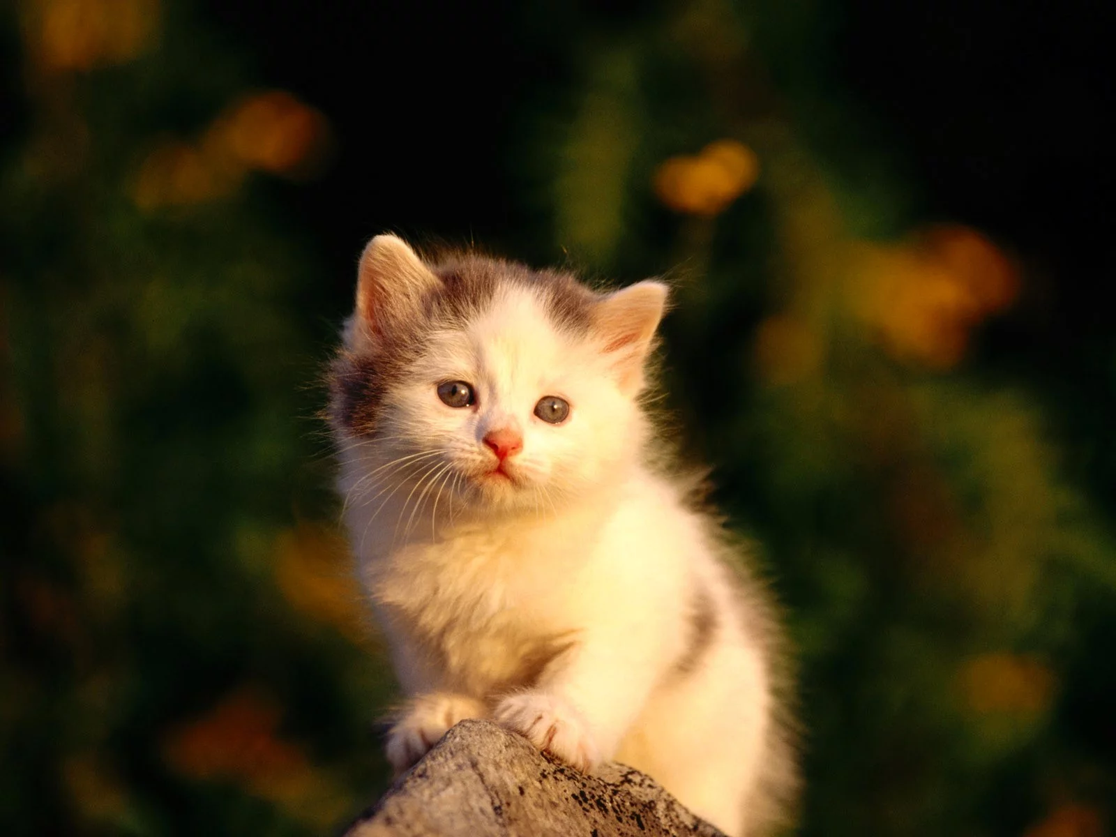 Котенок