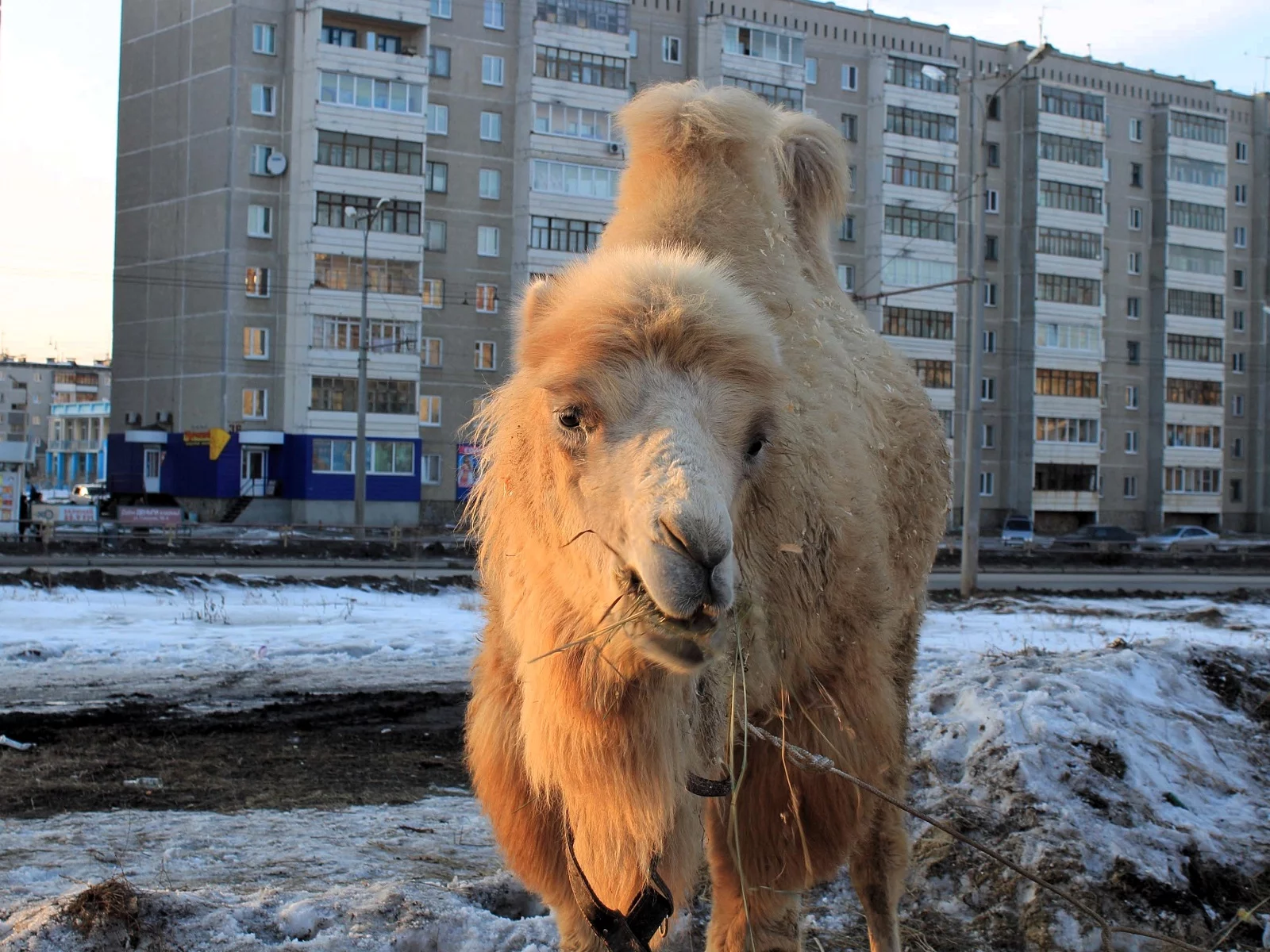 Верблюд