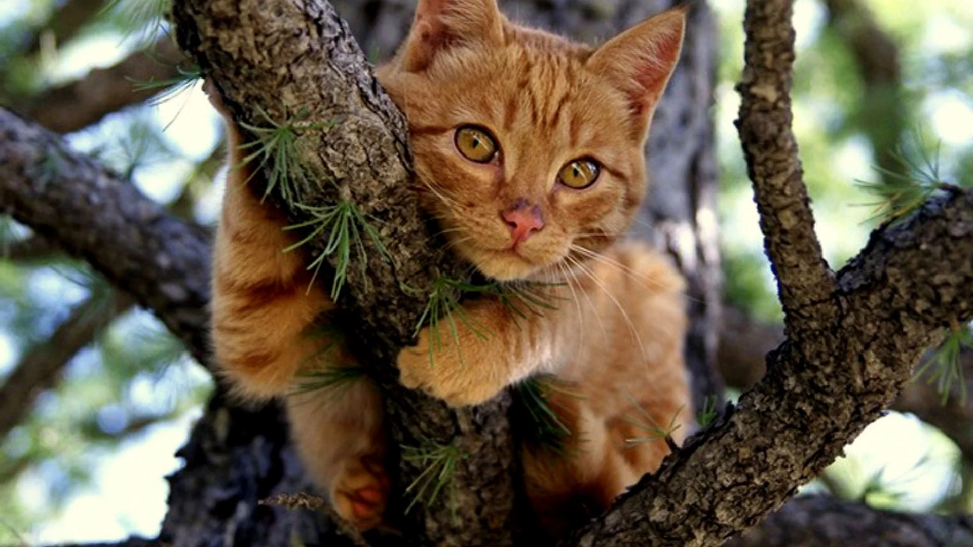 кот
