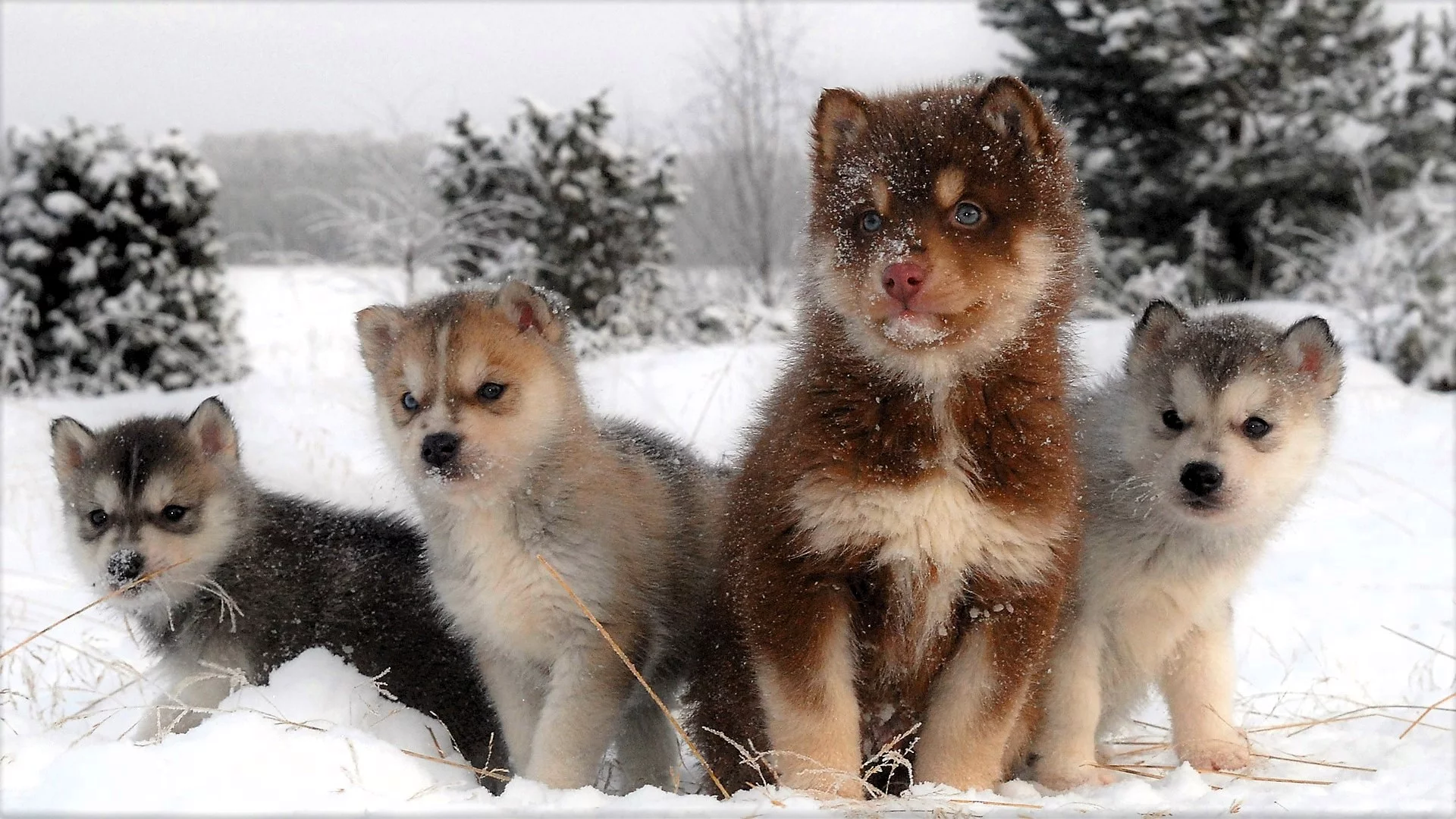 Щенки
