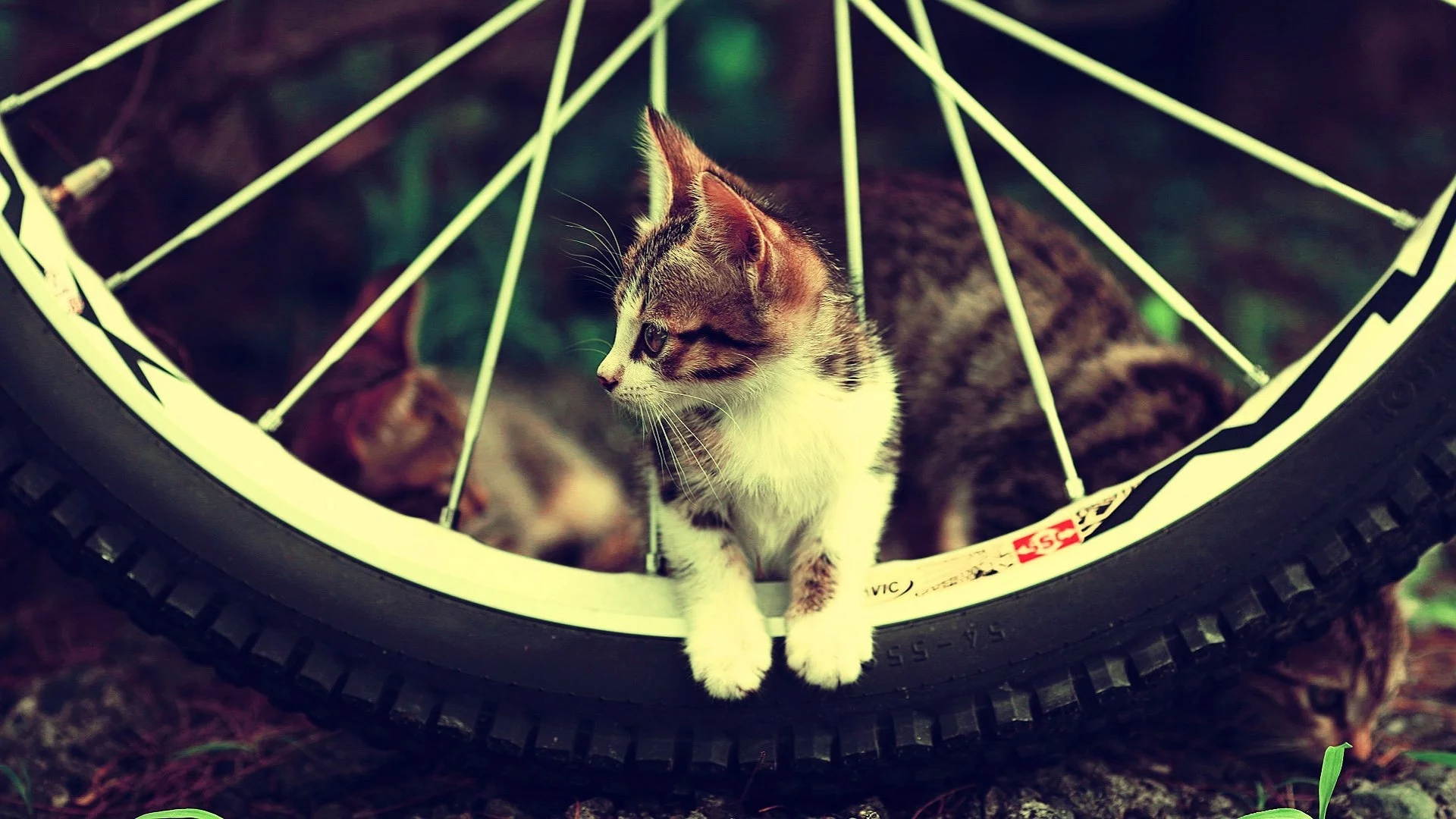 котёнок