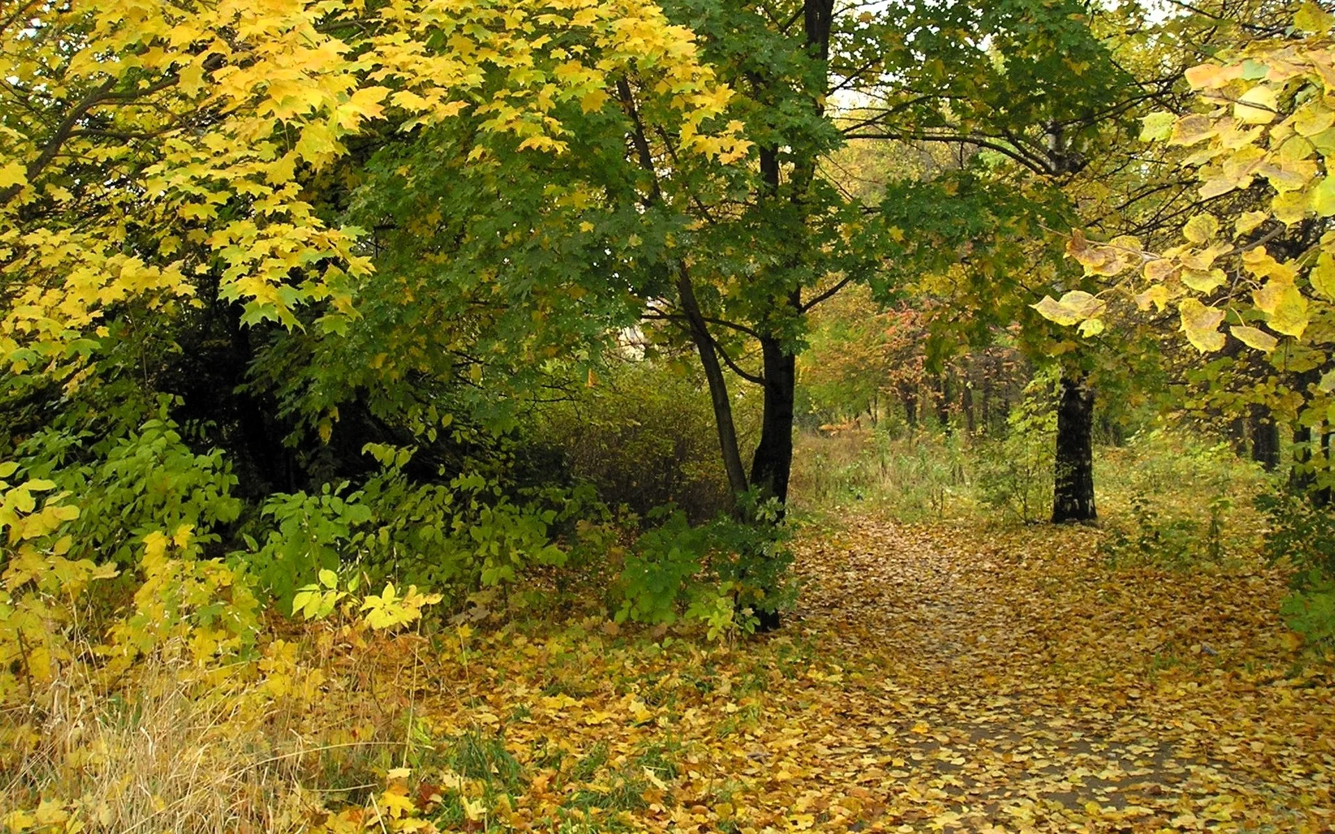 Лес