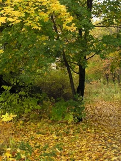 Лес