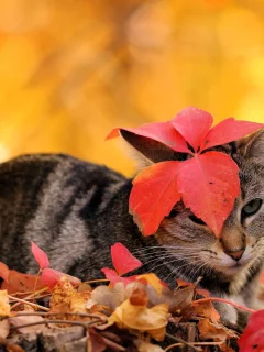 Кошка