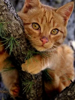 кот