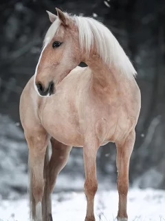 Лошадь