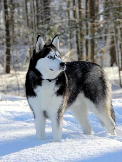 Собака