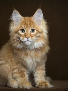 животное