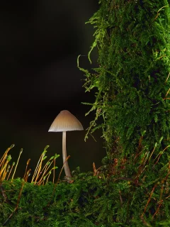 природа