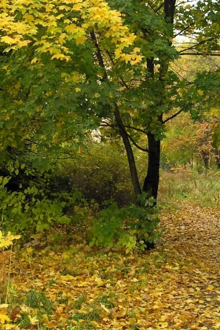 Лес