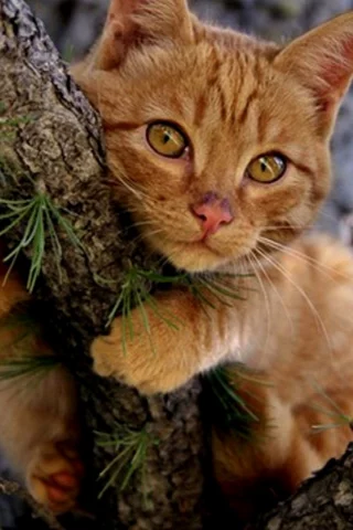 кот
