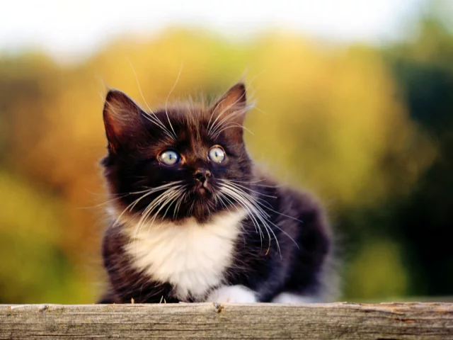 Котенок