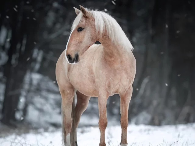 Лошадь