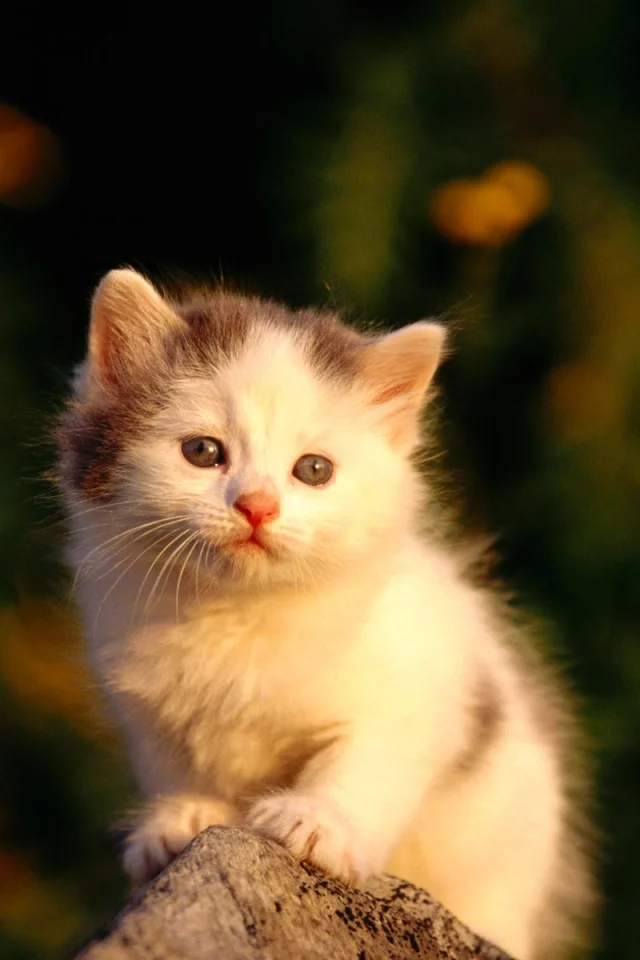 Котенок