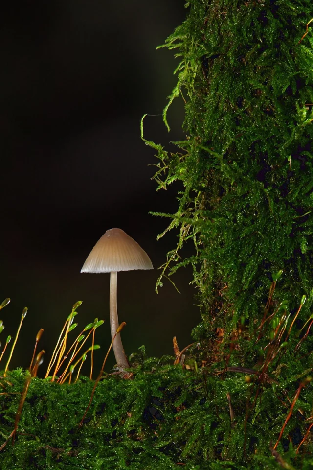природа