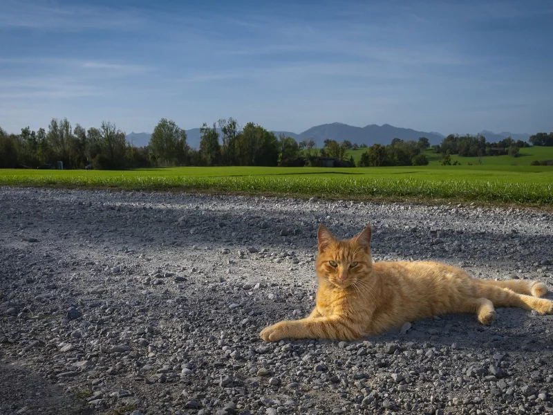 рыжий кот