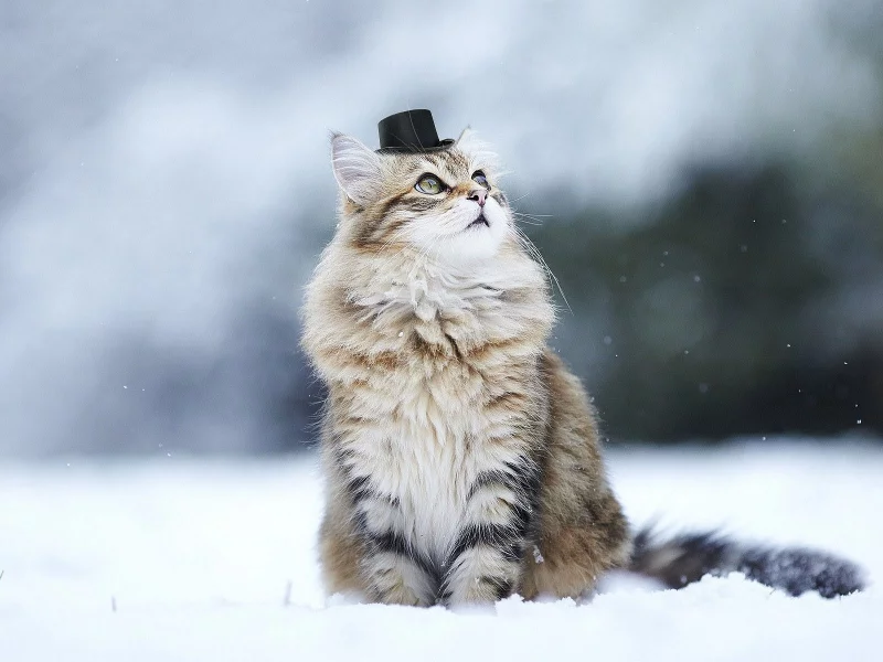 кот