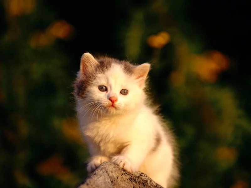 Котенок