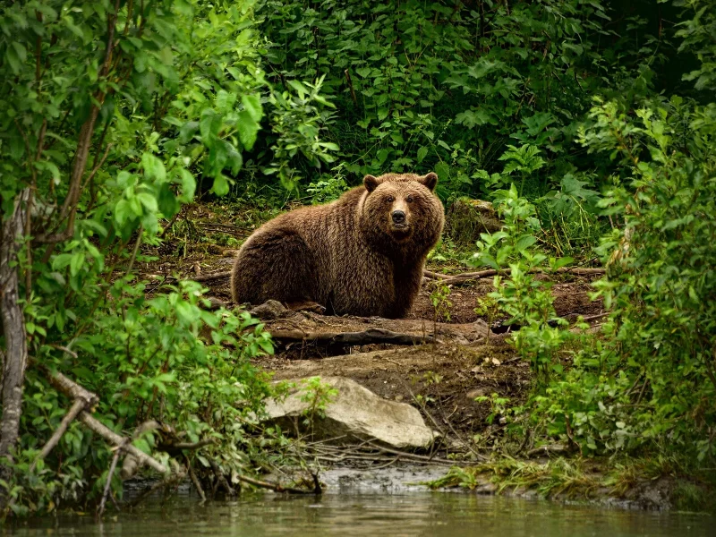 животное