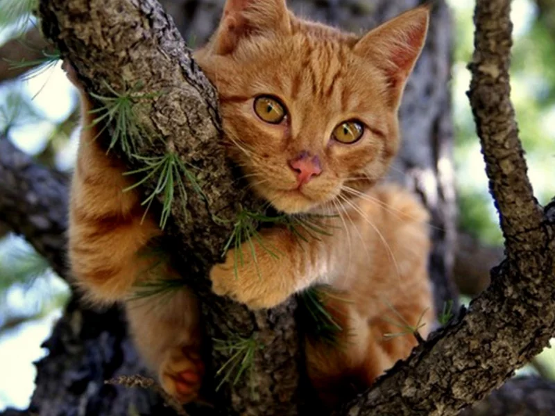 кот