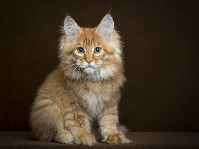 животное