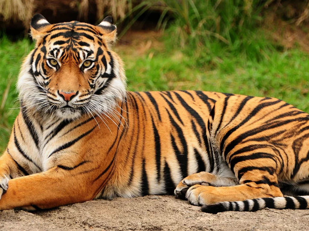 животное