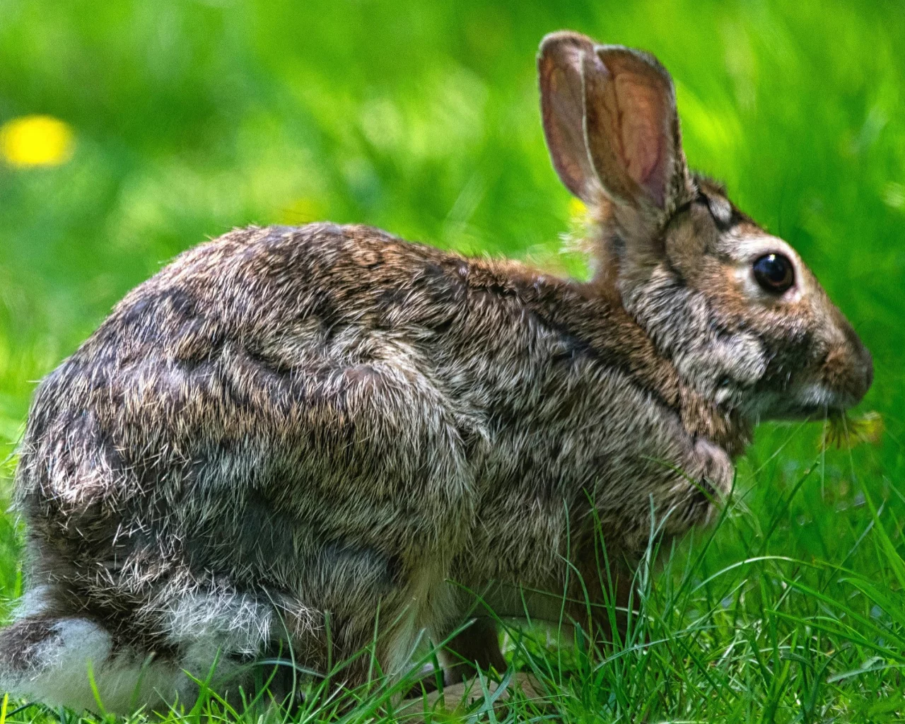 животное